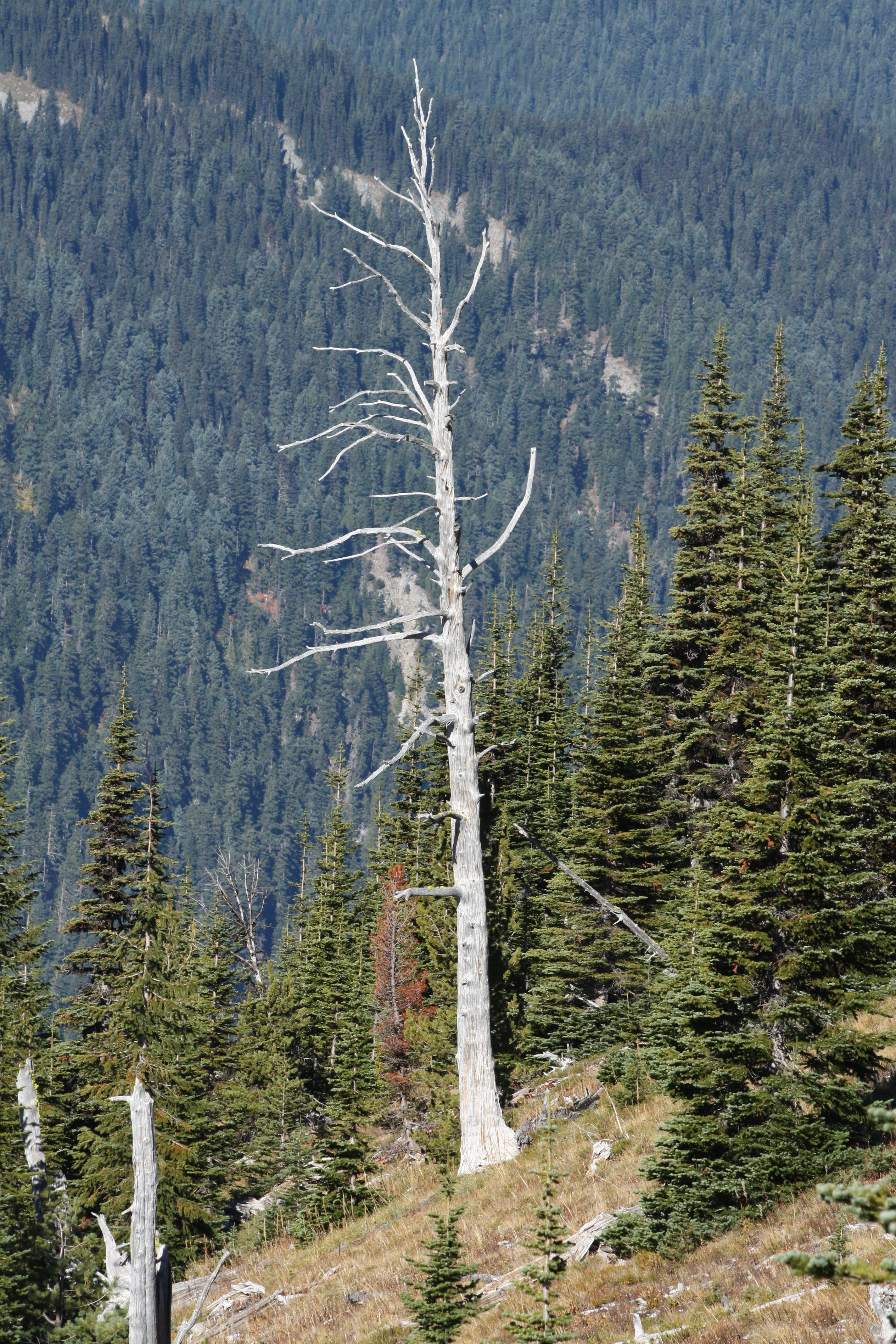 Snag in Mt Rainier National Park