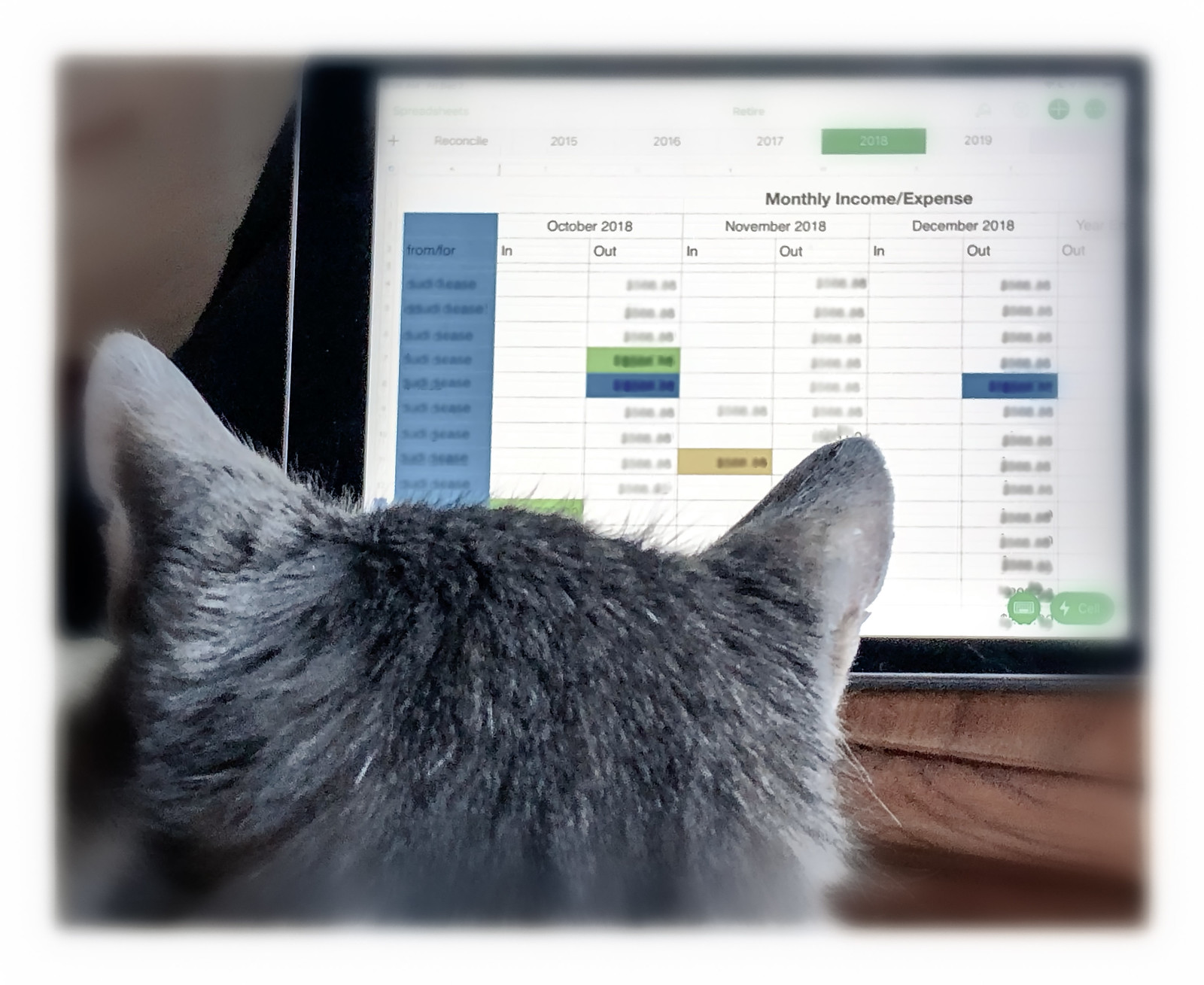 cat with spreadsheet