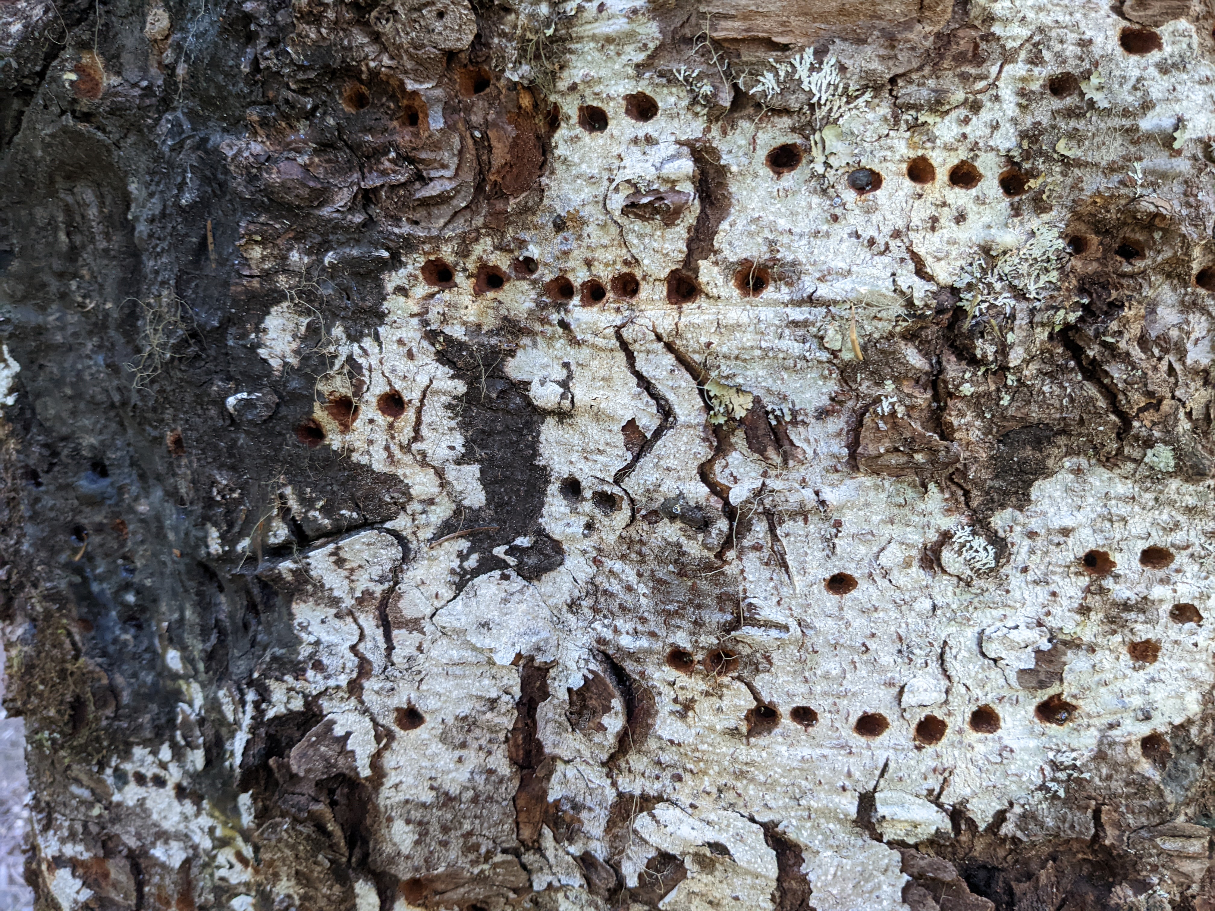 Picture of tree with woodpecker holes