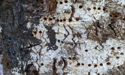 Picture of tree with woodpecker holes
